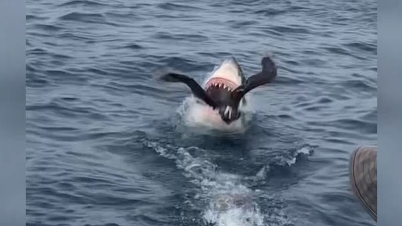 Žralok spolkl buřňáka, kradl mu potravu